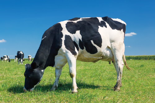 動物性鮮奶油對健康不會造成負面效應